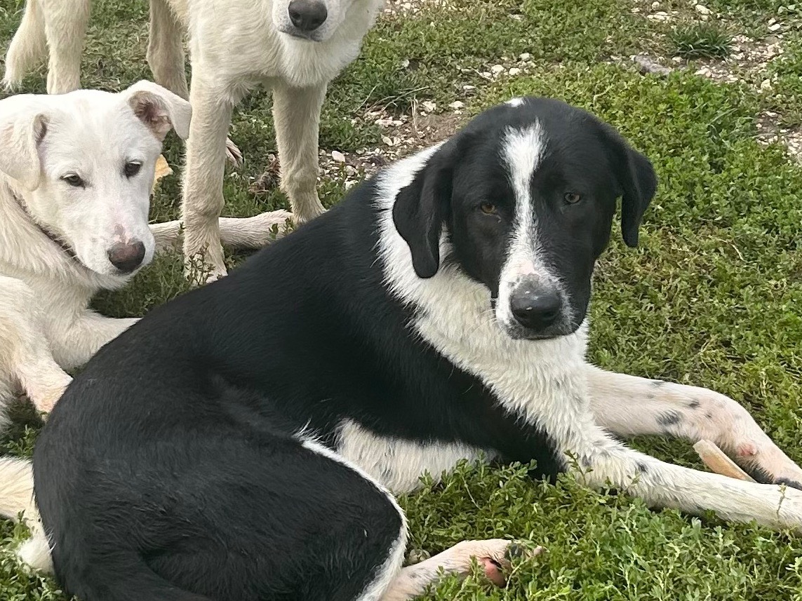 Adotta un cane, femmina, 1 anno e 11 mesi , Laquila
