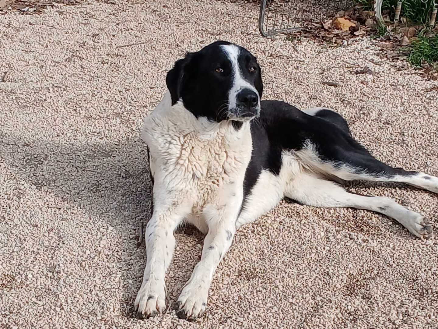 Adotta il cane Venere a Laquila