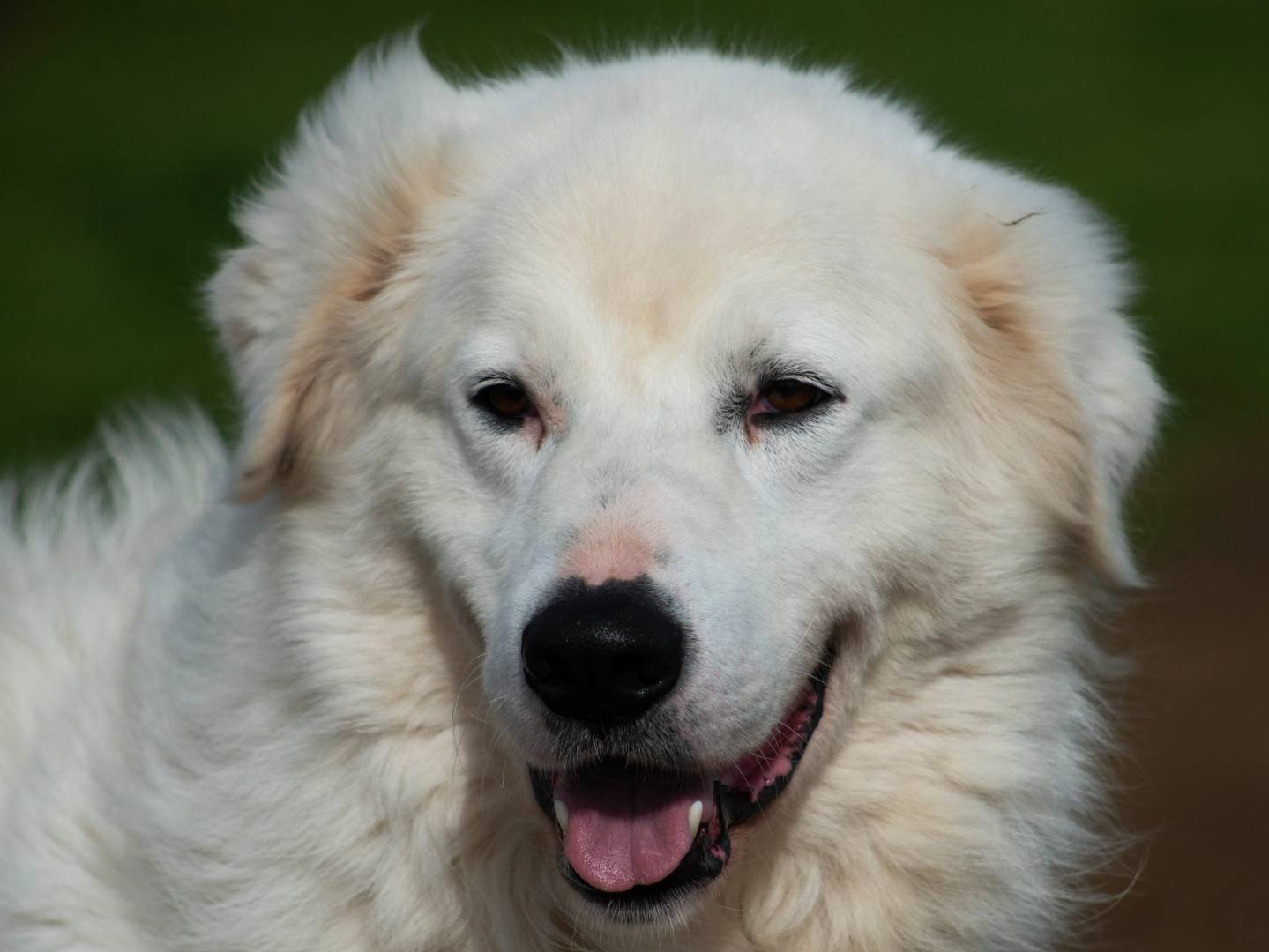 Adotta un cane, maschio, 4 anni  e 1 mese, Roma