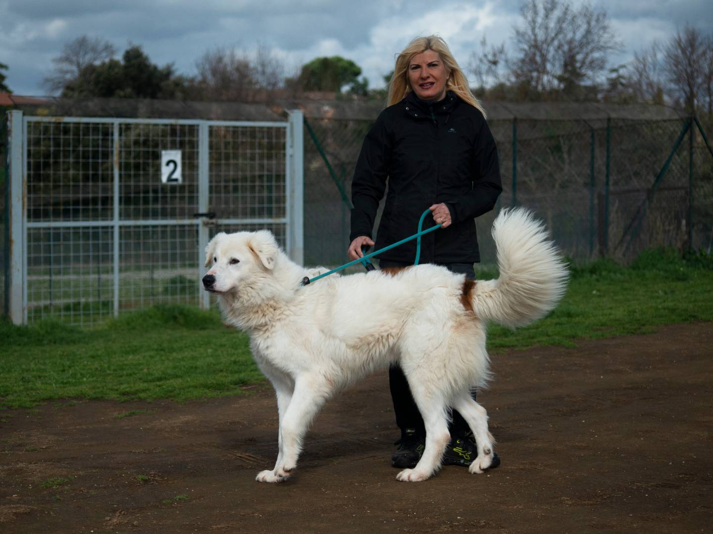Adotta un cane, taglia gigante, maschio, Roma