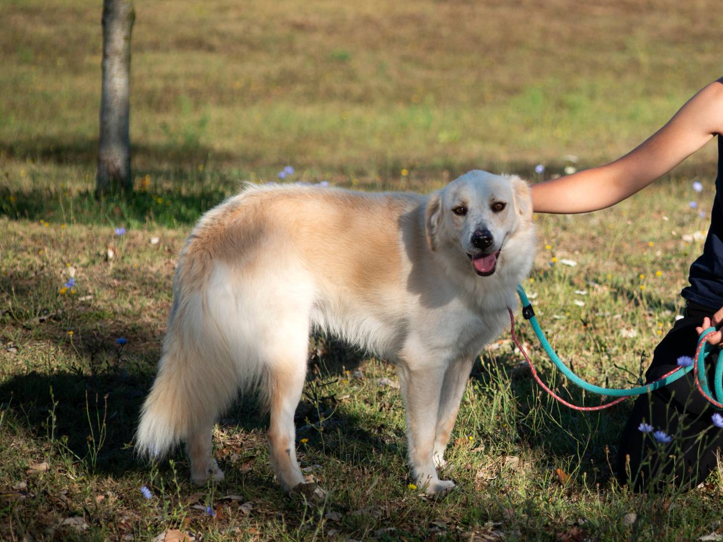 Adotta un cane, maschio, 5 anni  e 4 mesi , Roma