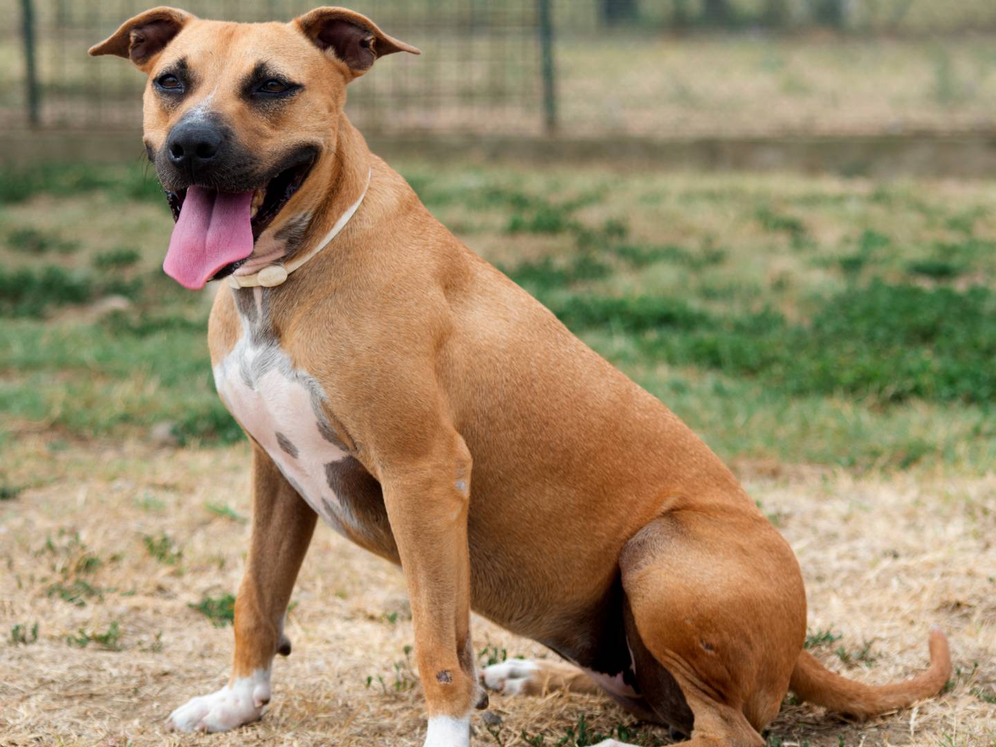 Adotta un cane, femmina, 4 anni  e 8 mesi , Roma