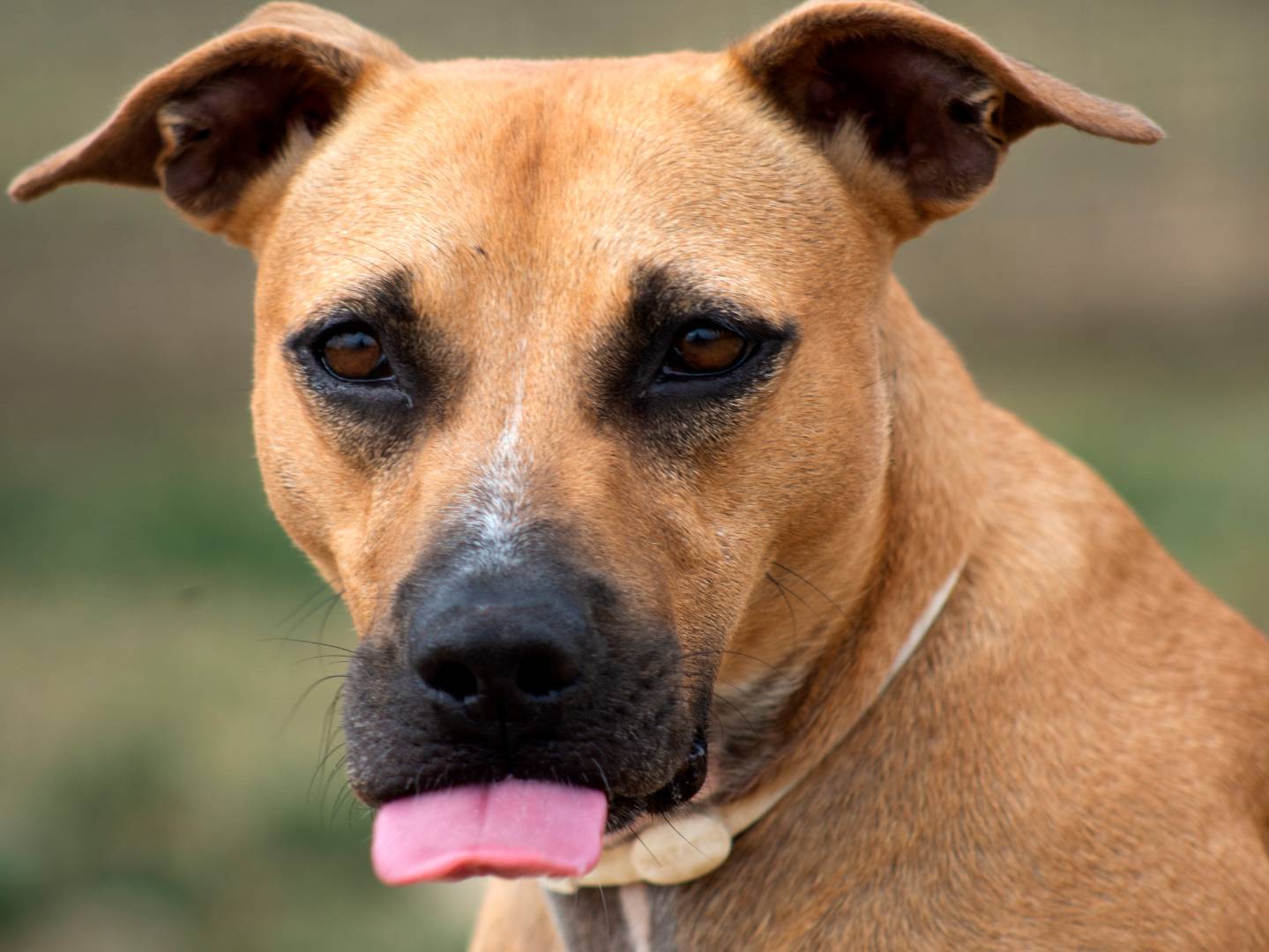 Adotta un cane, taglia media, femmina, Roma