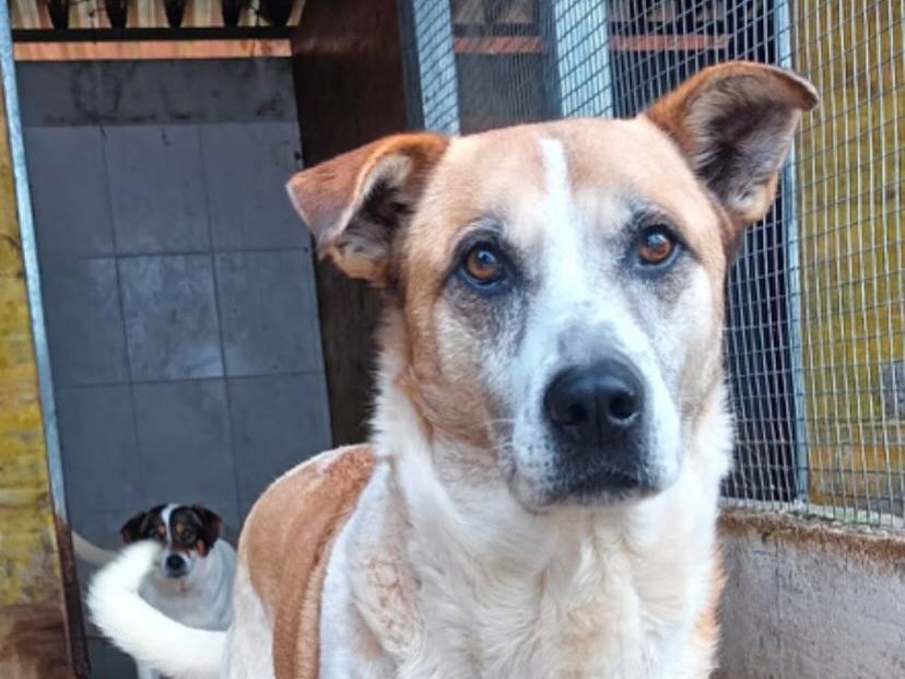 Adotta un cane, maschio, 3 anni  e 4 mesi , Latina