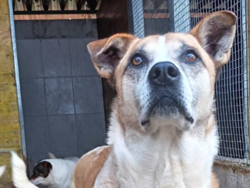 Adotta un cane, taglia media, maschio, Latina