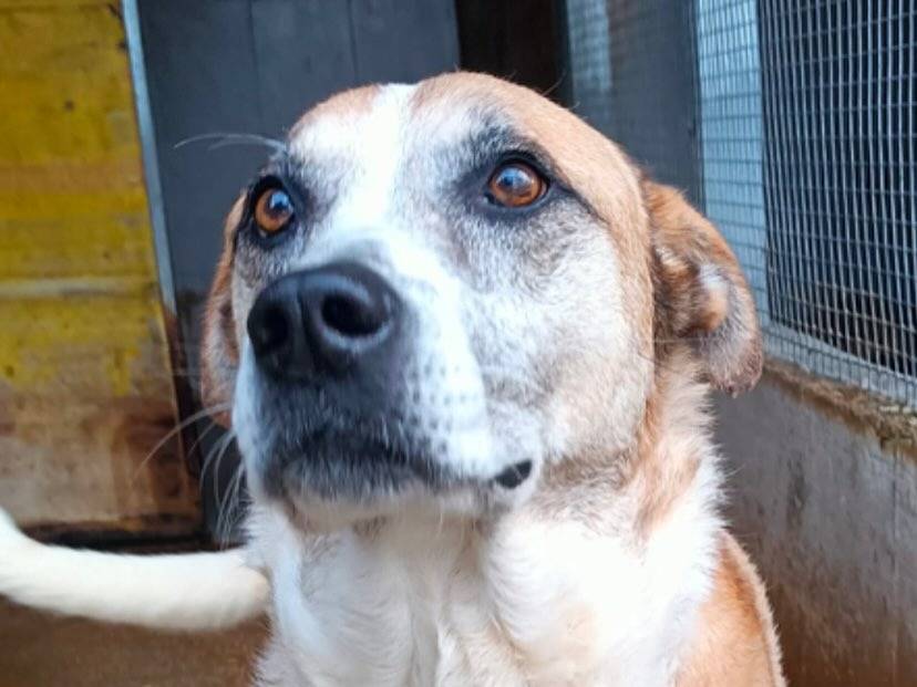 Vuoi adottare un cane a Latina?
