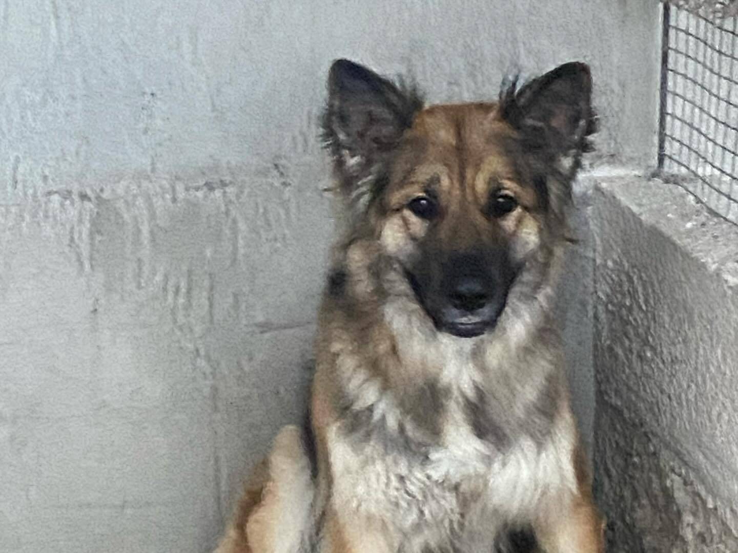 Adotta un cane, femmina, 2 anni  e 3 mesi , Latina