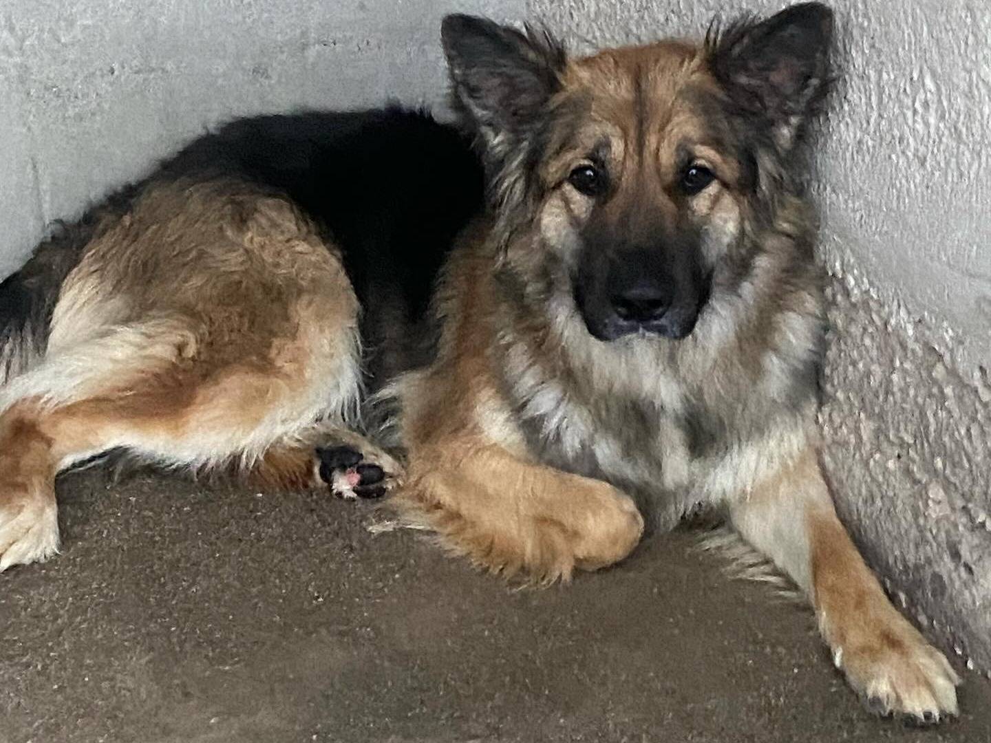 Adotta un cane, taglia media, femmina, Latina