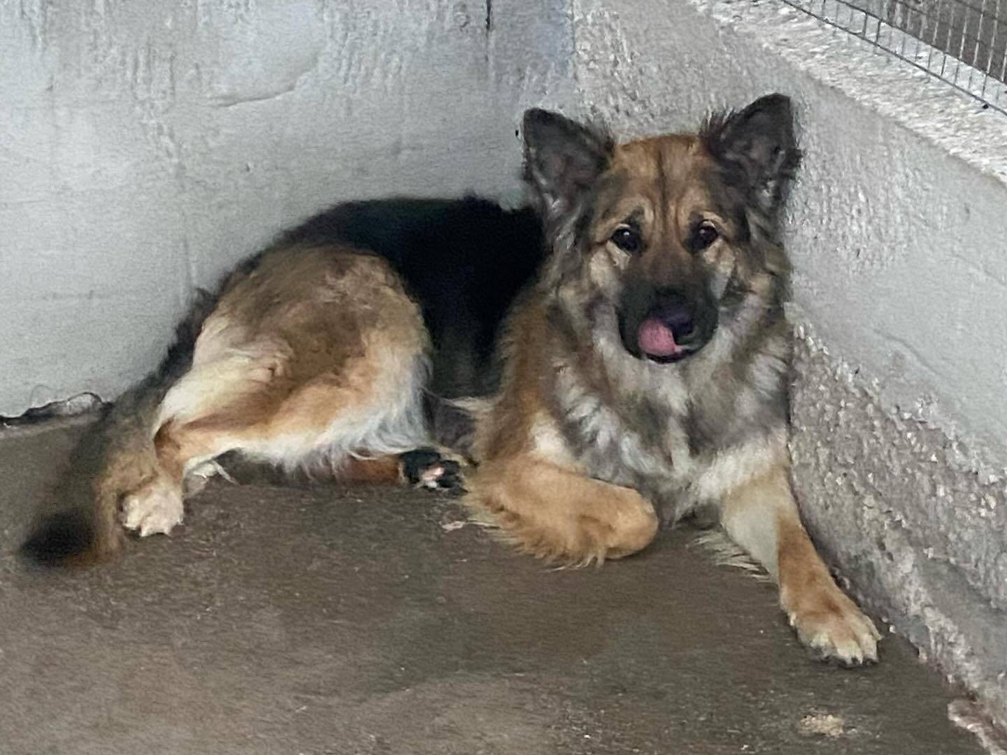 Adotta il cane Selvaggia a Latina
