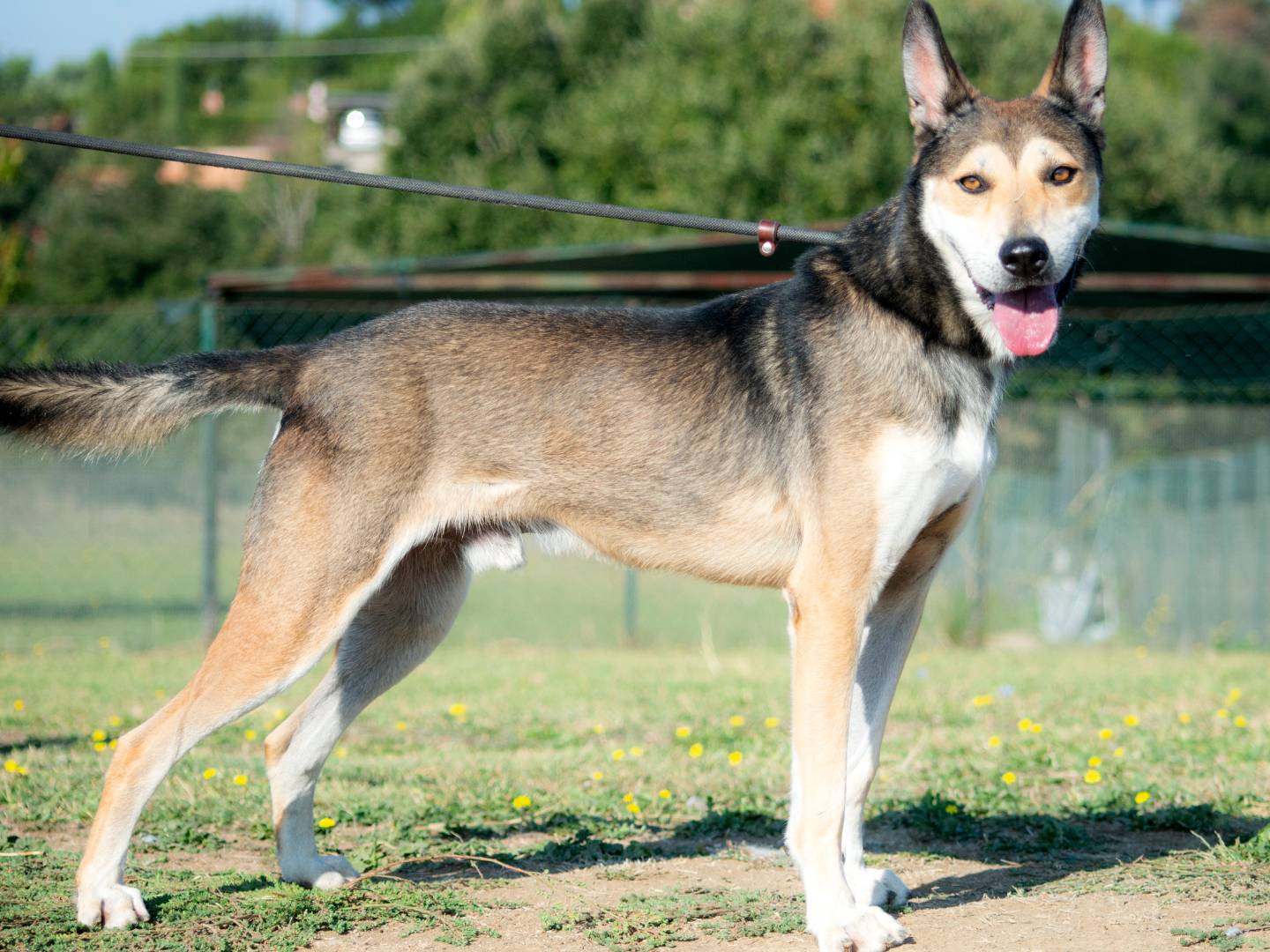 Adozione cane, maschio, Razza sconosciuta Razza sconosciuta, 5 anni  e 7 mesi , taglia media, Roma