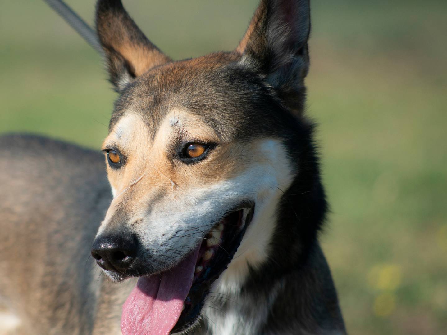 Adotta un cane, maschio, 5 anni  e 7 mesi , Roma