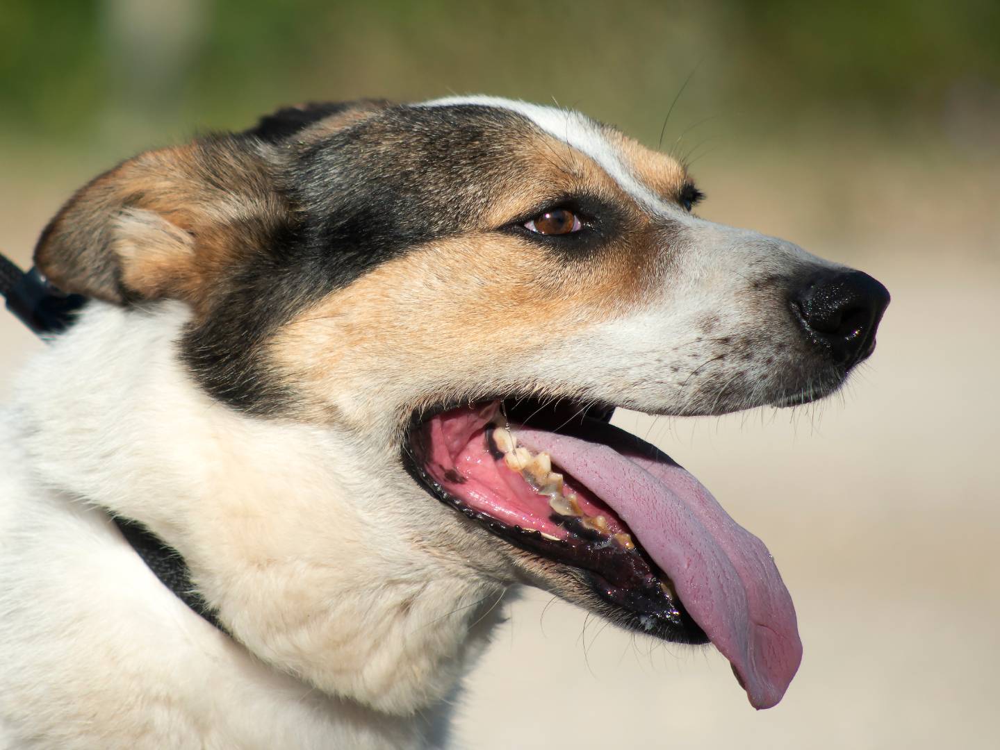 Adotta il cane Pin a Roma