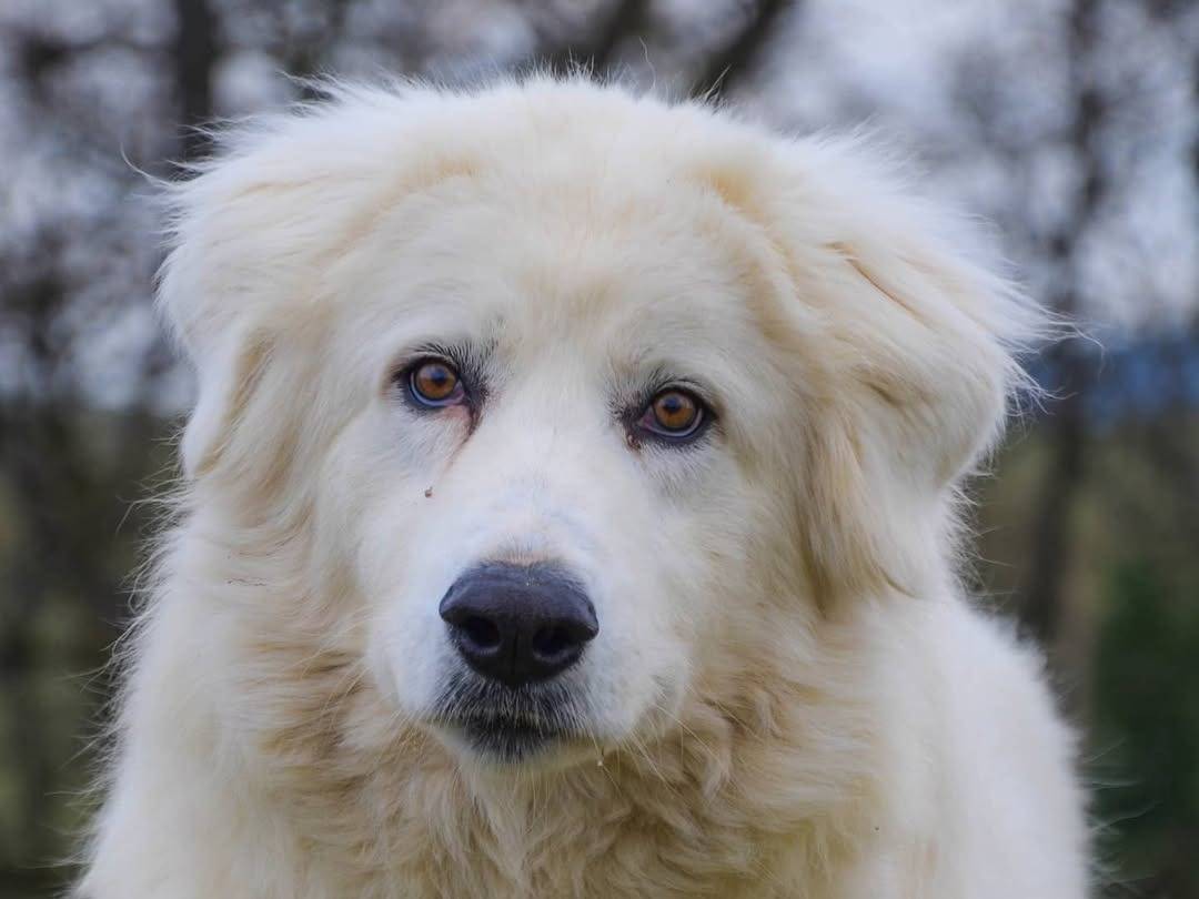 Foto dell'animale