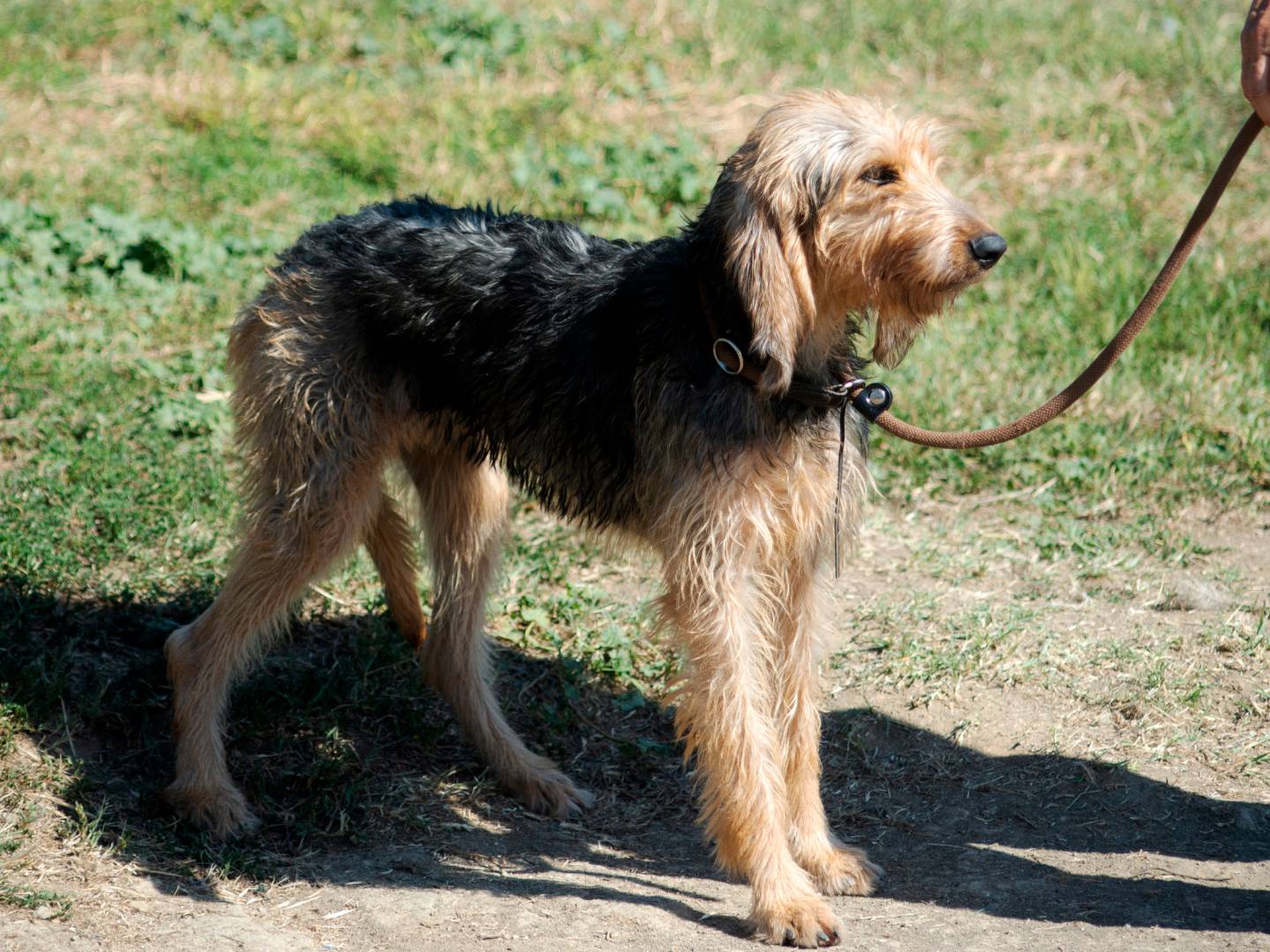 Adotta un cane, femmina, 3 anni  e 1 mese, Roma