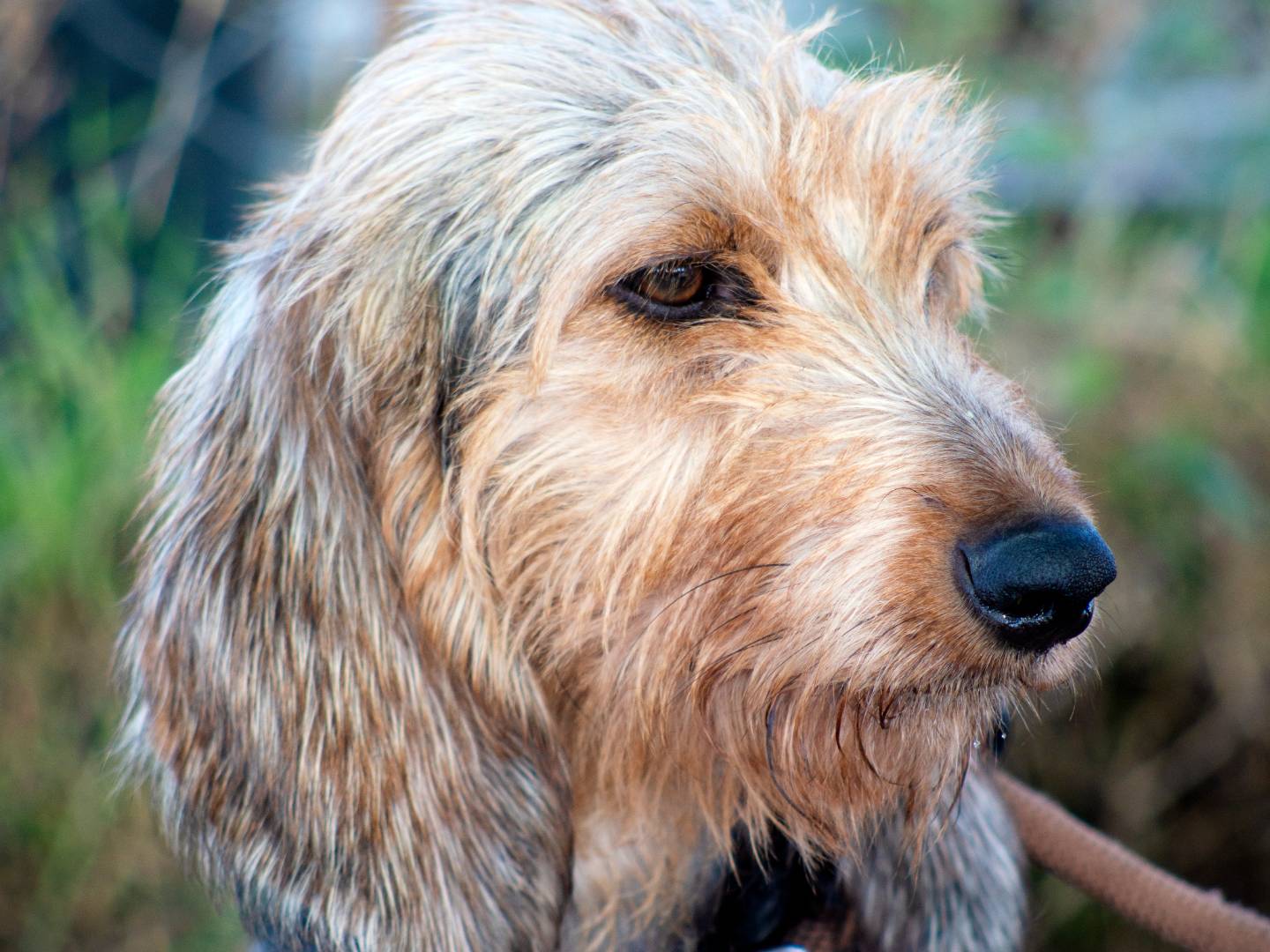 Adotta un cane, taglia media, femmina, Roma
