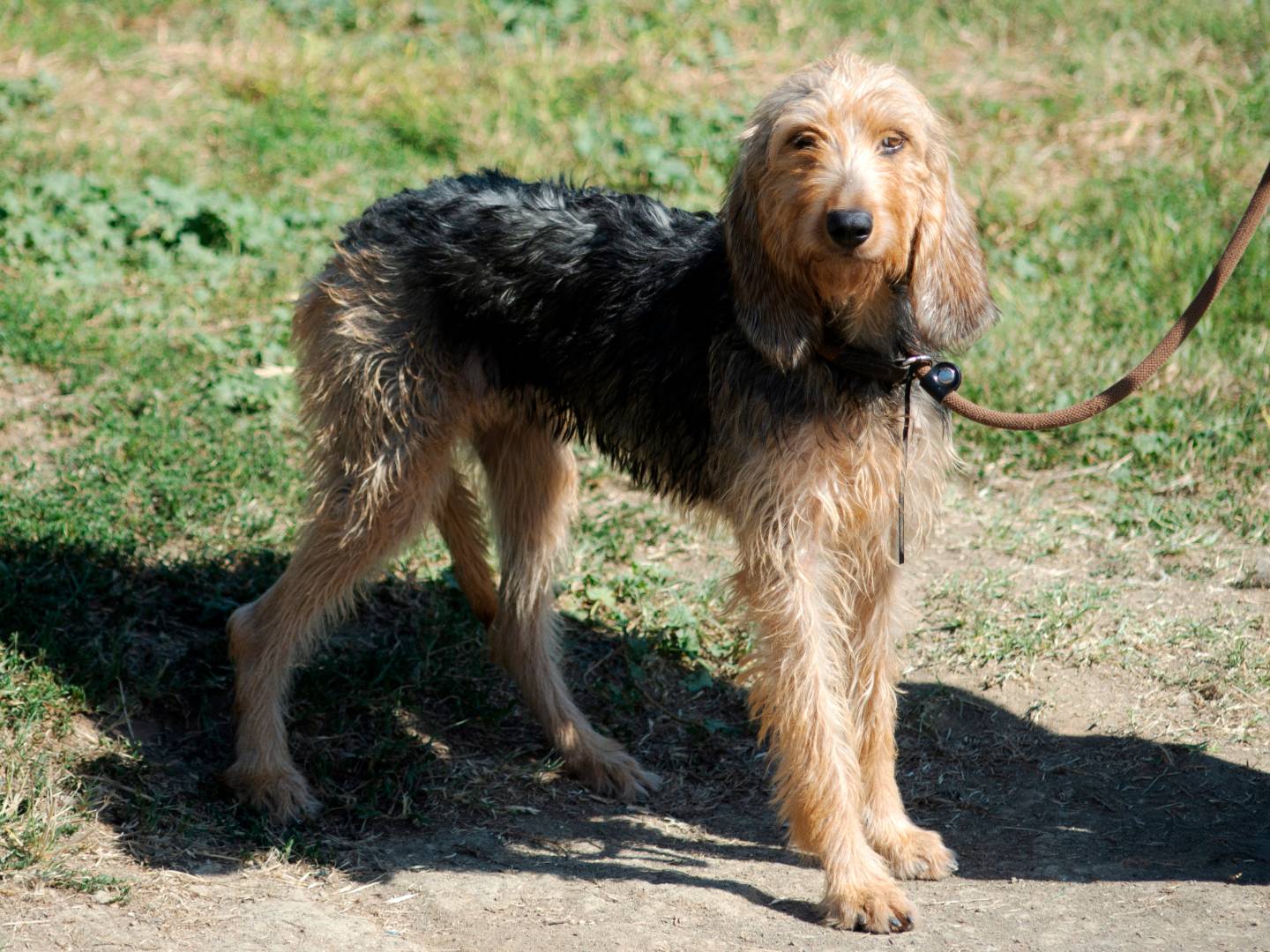 Vuoi adottare un cane a Roma?