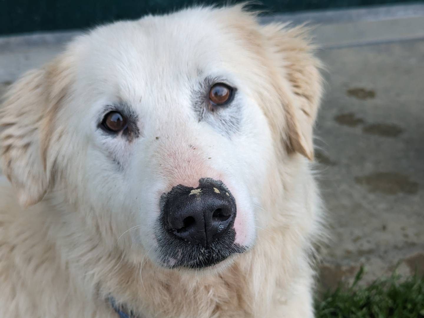 Adotta un cane, maschio, 3 anni  e 2 mesi , Pisa