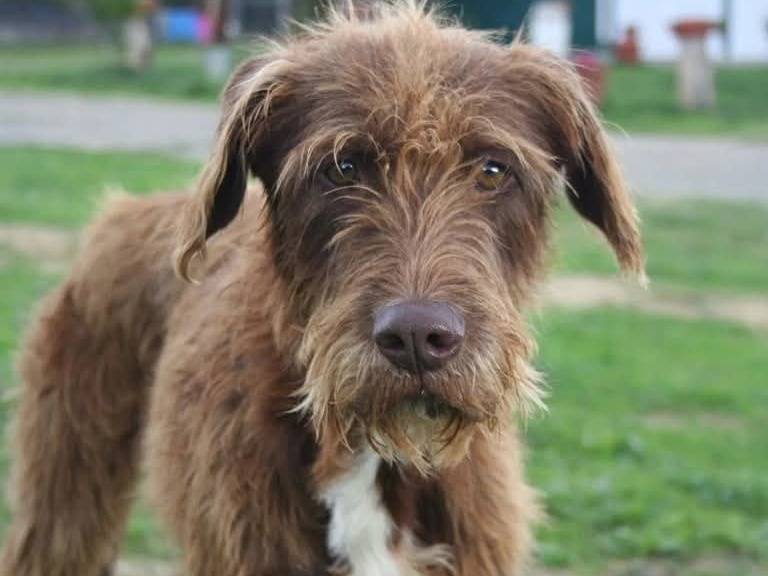 Foto dell'animale