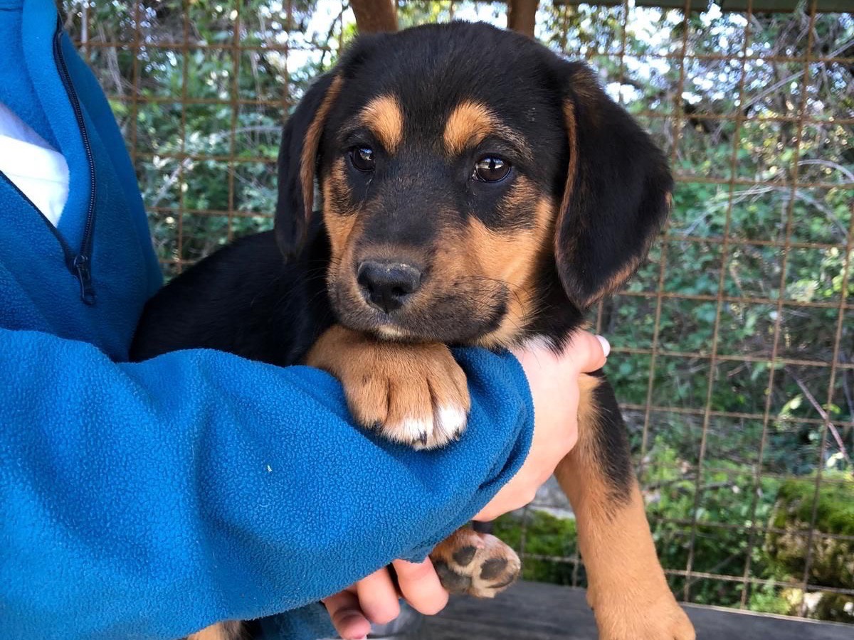 Adozione cane, maschio, Beagle  Razza sconosciuta, 3 mesi, taglia media contenuta, Frosinone