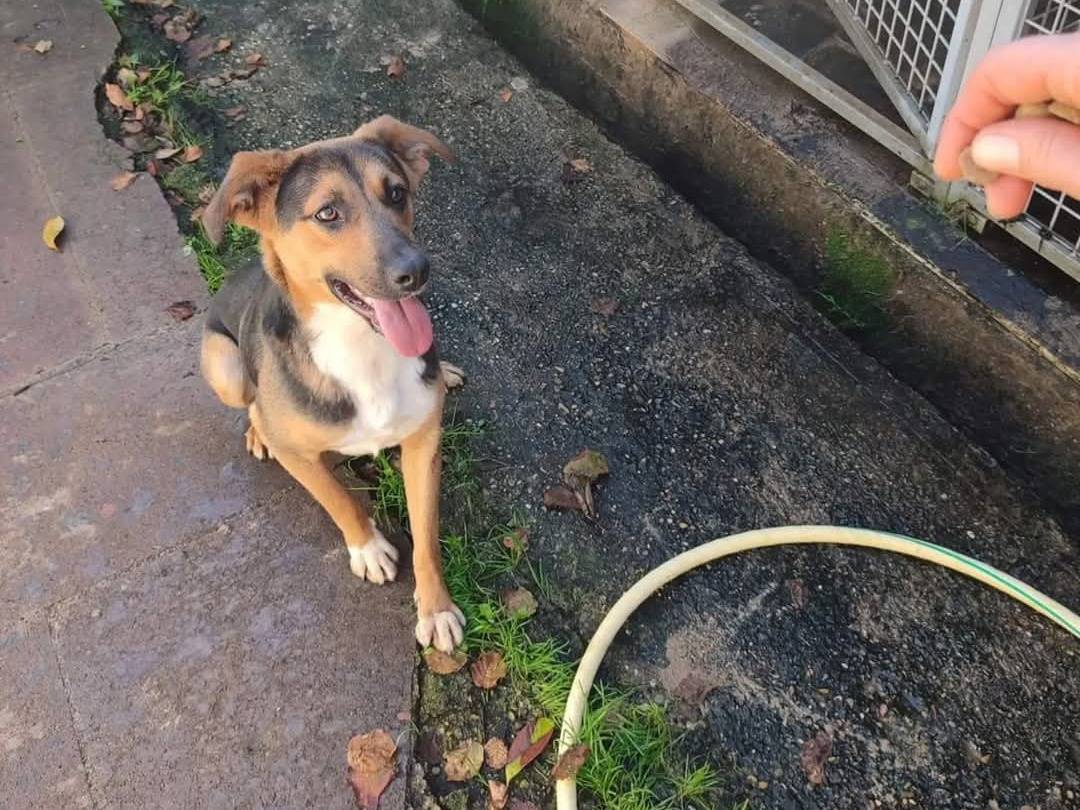 Adotta un cane, maschio, 1 anno e 3 mesi , Viterbo