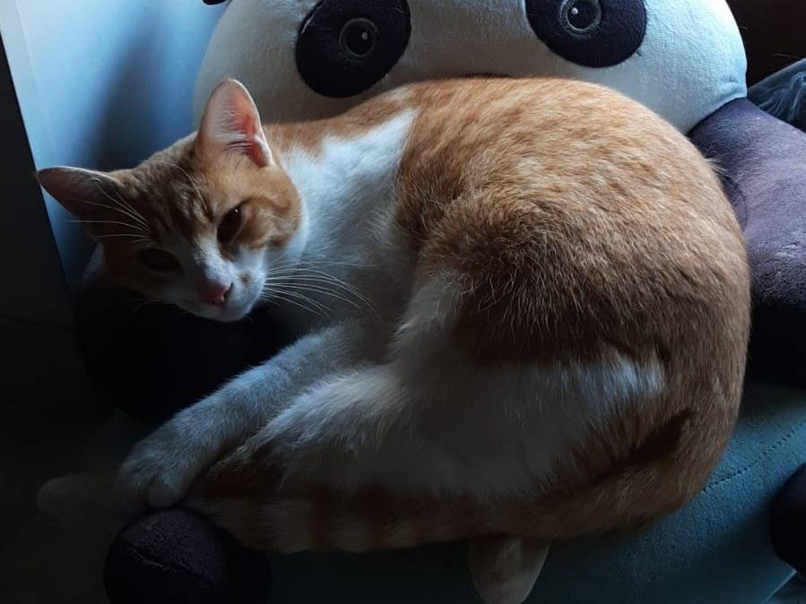 Adotta un gatto, maschio, 1 anno e 2 mesi , Bari