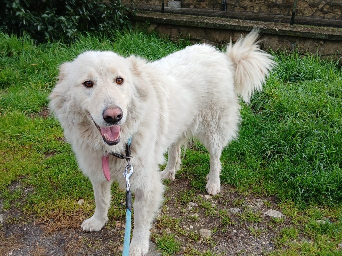 Adotta un cane, femmina, 3 anni, Roma