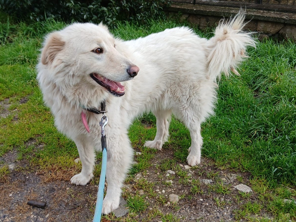 Adotta un cane, taglia media, femmina, Roma