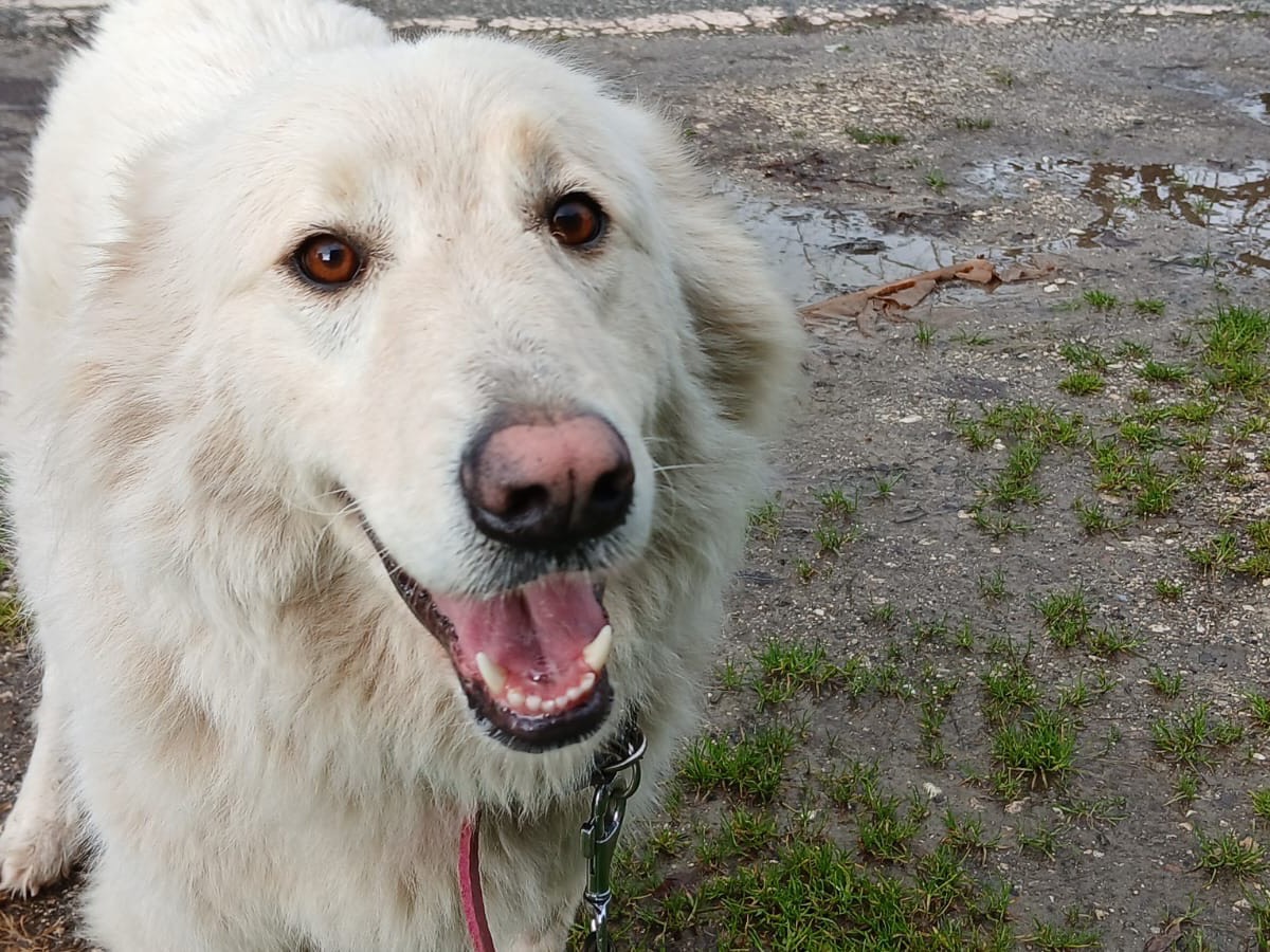 Vuoi adottare un cane a Roma?