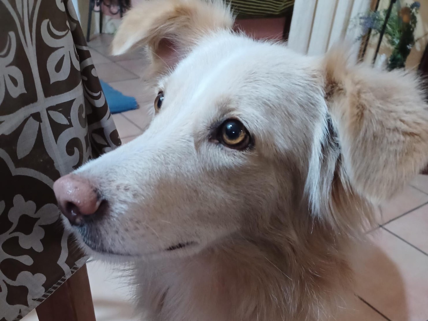 Adotta un cane, taglia media, femmina, Siracusa