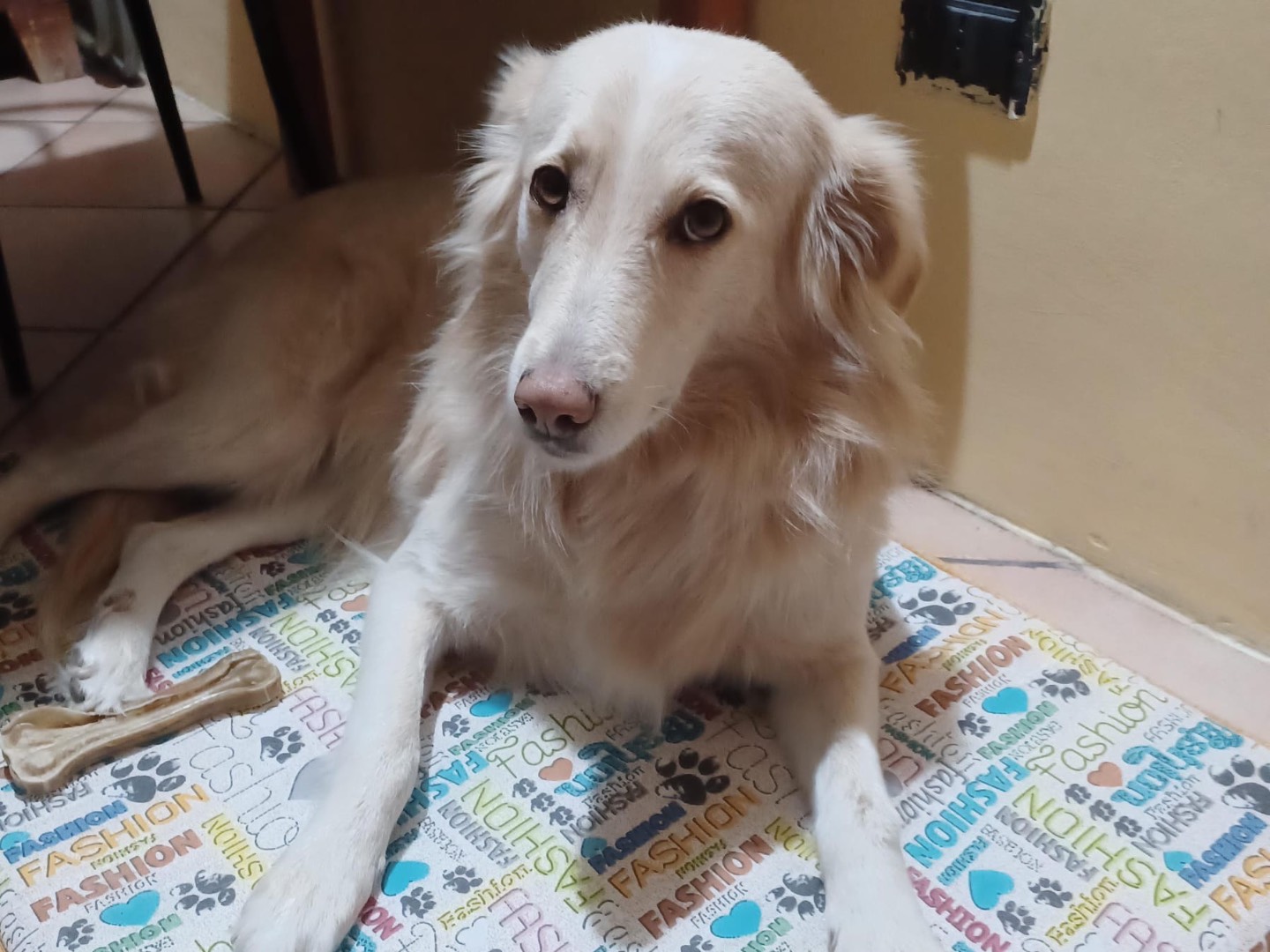 Vuoi adottare un cane a Siracusa?