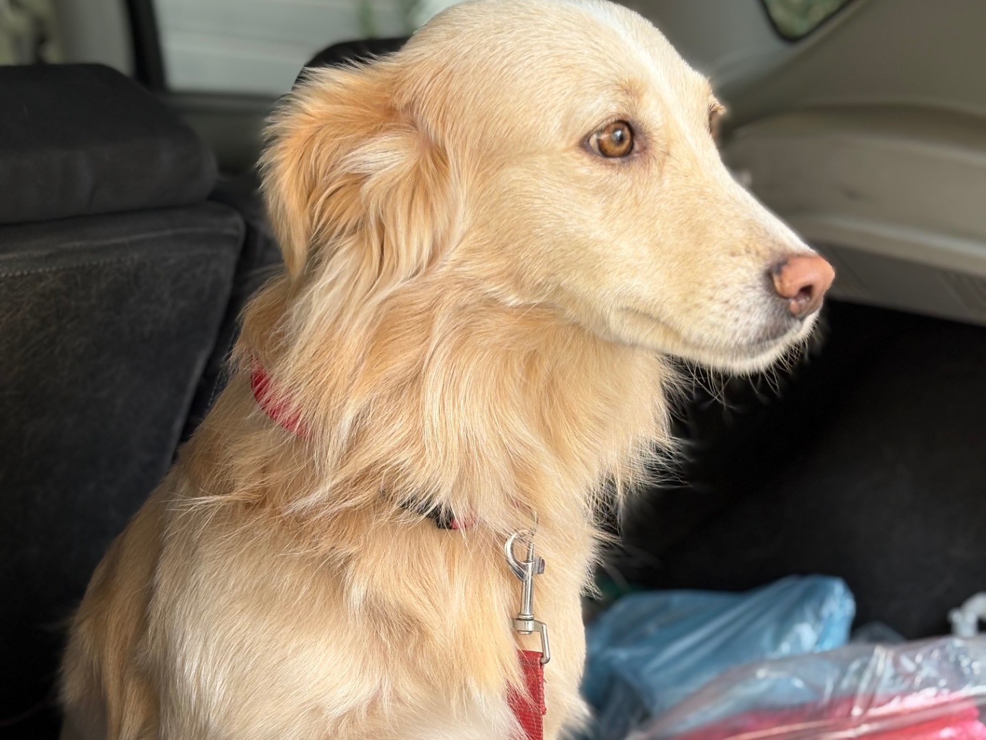 Adotta il cane Lulù  a Siracusa