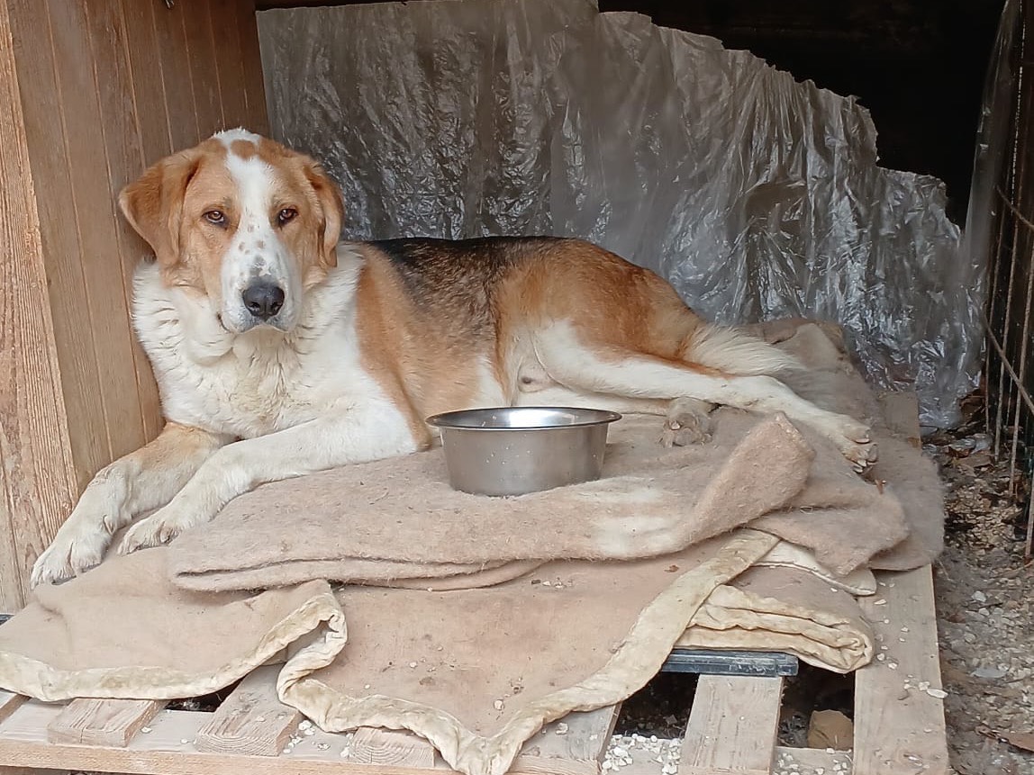 Adotta il cane Achille  a Laquila
