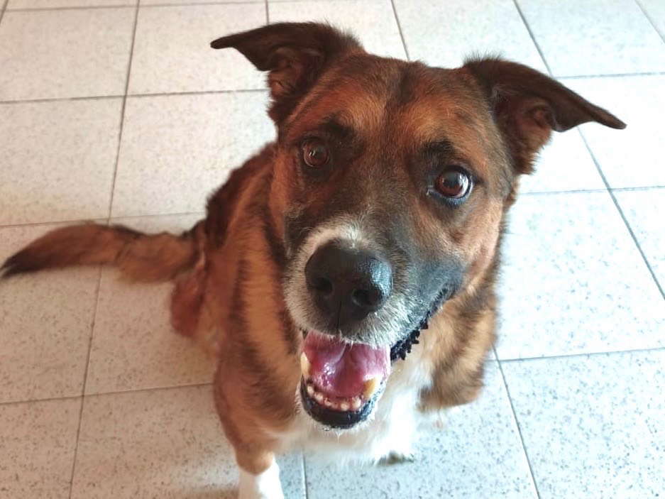 Adozione cane, maschio, Razza sconosciuta Razza sconosciuta, 10 anni e 1 mese, taglia grande, Como