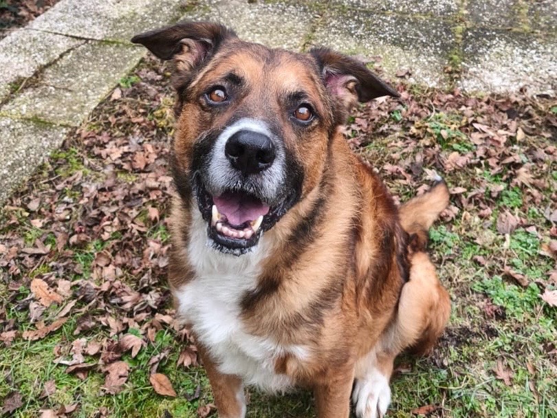 Adotta un cane, taglia grande, maschio, Como