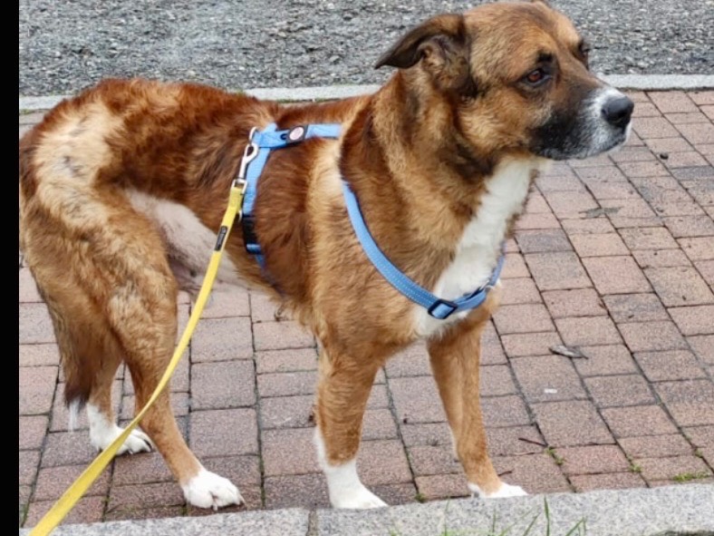 Vuoi adottare un cane a Como?