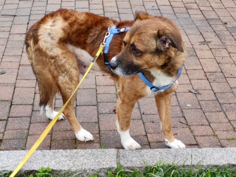 Adotta il cane Ettore a Como