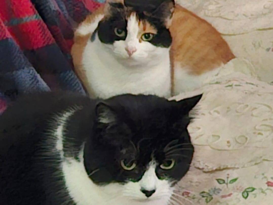 Foto dell'animale