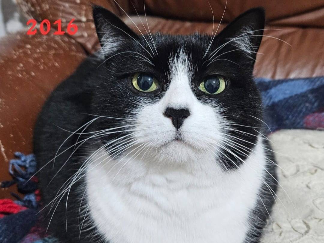 Adotta un gatto, femmina, 8 anni  e 5 mesi , Chieti