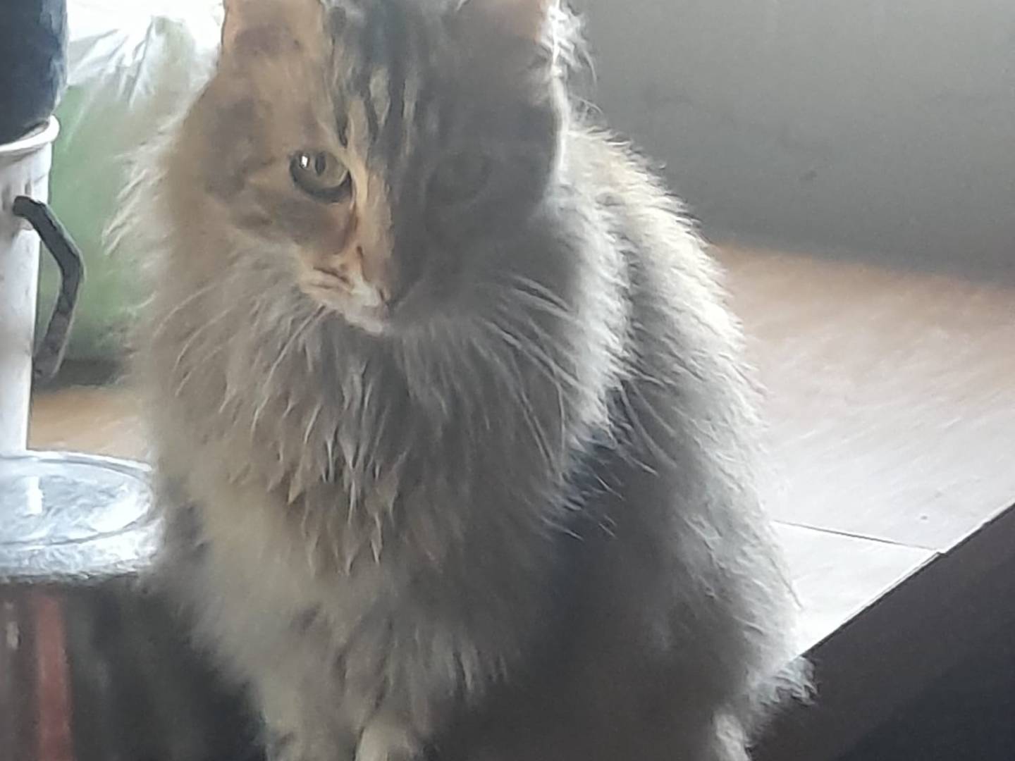 Adotta un gatto, femmina, 4 anni e 8 mesi, Chieti