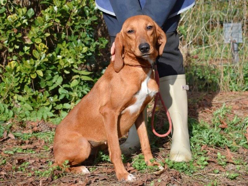 Adotta un cane, femmina, 3 anni  e 6 mesi , Roma