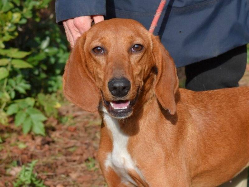 Adotta il cane Clotilda a Roma