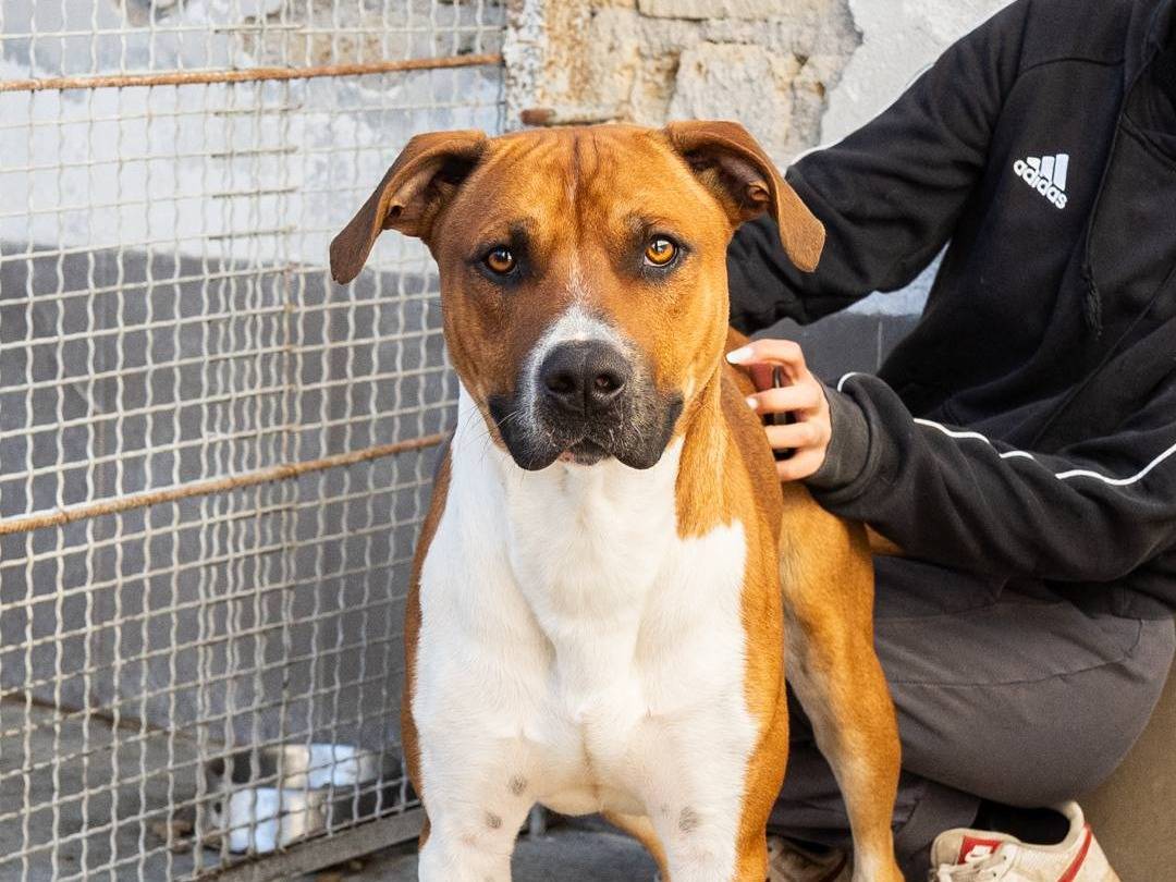 Adotta il cane ROCKY PIT  a Caserta