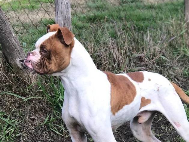 Adotta un cane, maschio, 5 anni  e 3 mesi , Latina