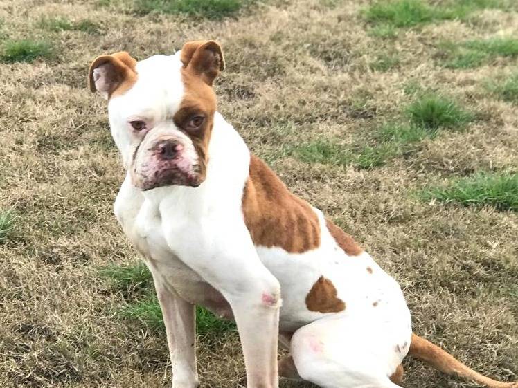 Adotta un cane, taglia media, maschio, Latina