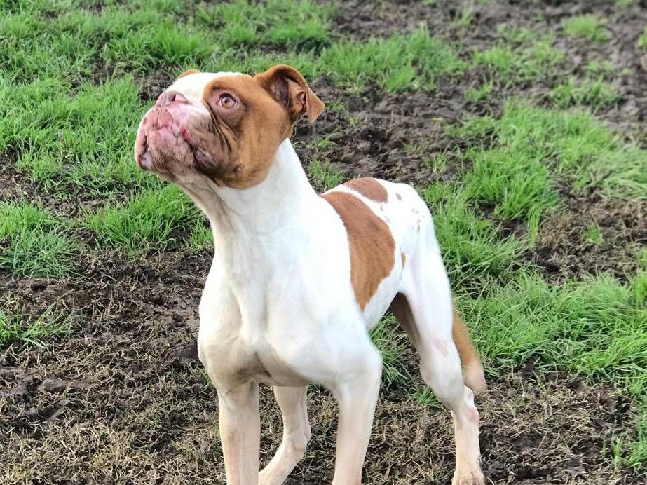 Vuoi adottare un cane a Latina?