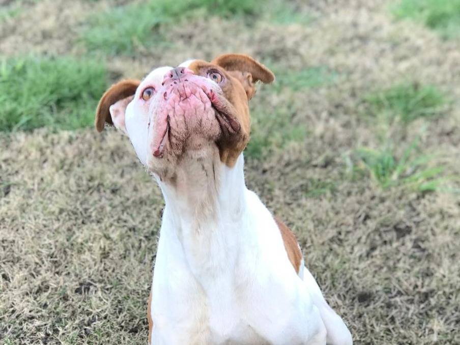 Adotta il cane PATRIZIO a Latina