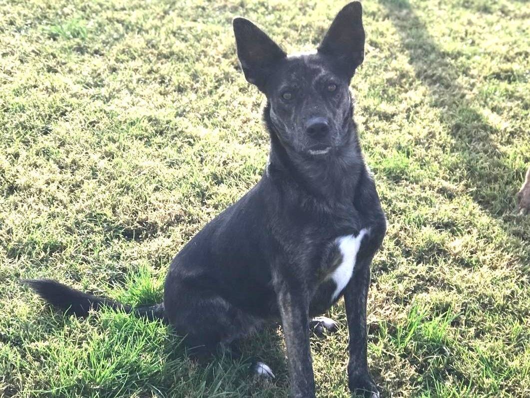 Adotta un cane, femmina, 1 anno e 11 mesi , Latina