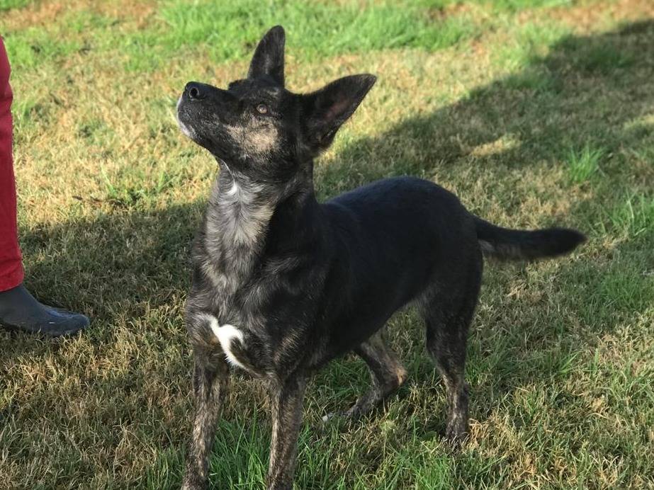Adotta un cane, taglia media, femmina, Latina