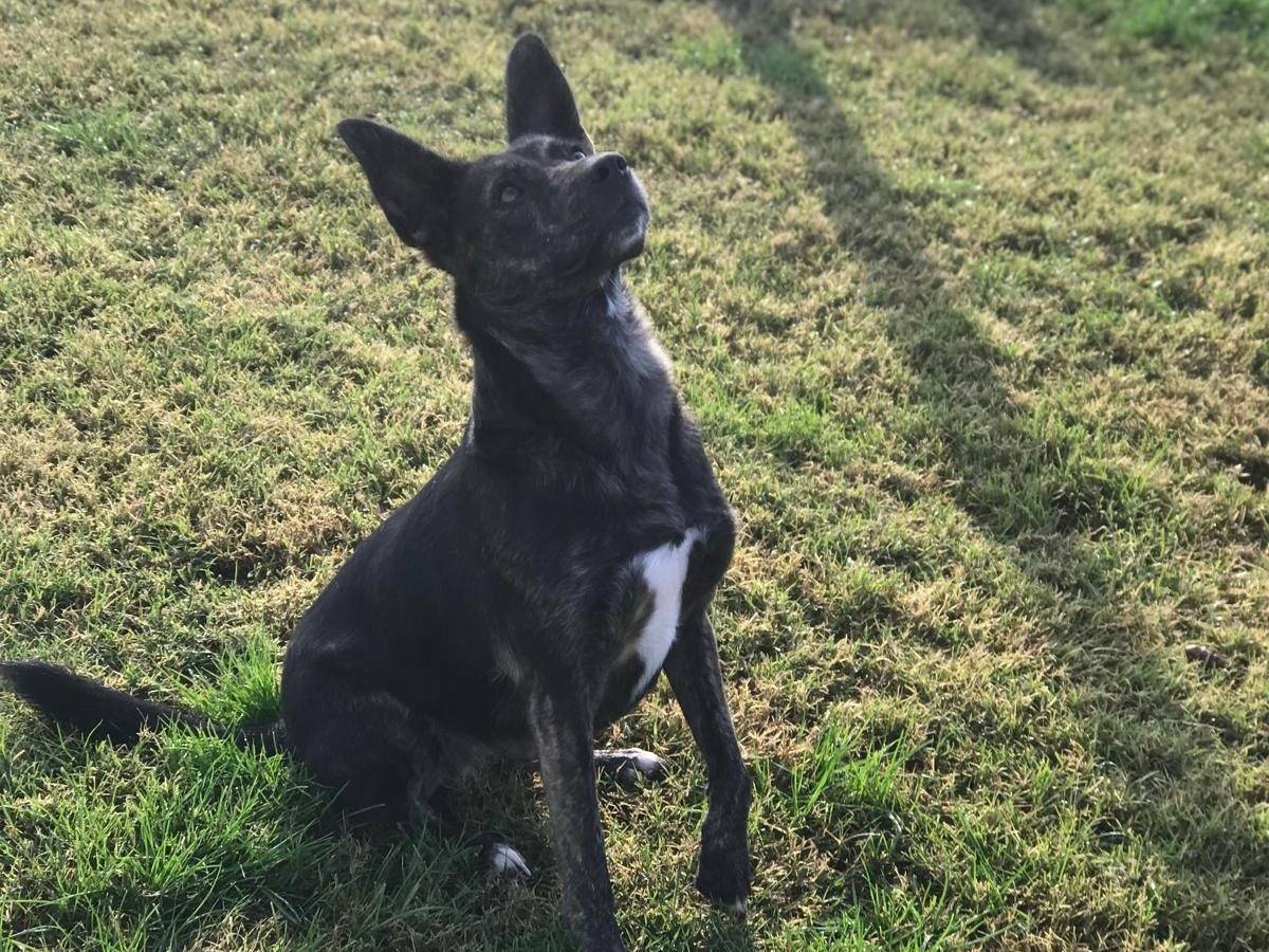 Vuoi adottare un cane a Latina?