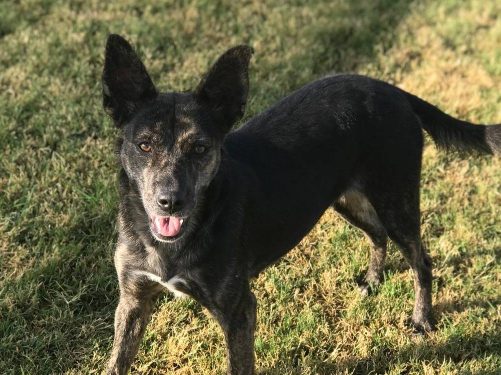 Adotta il cane AMELIA a Latina